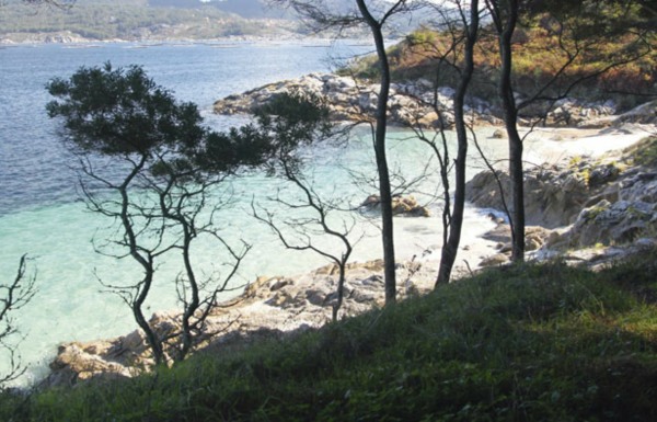 sea through trees