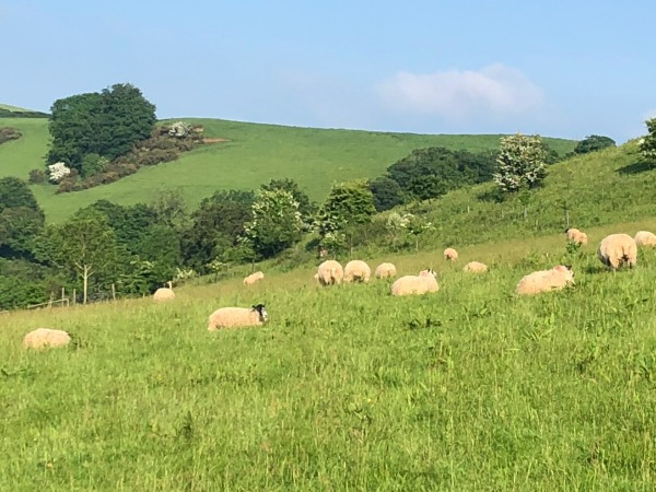 Eden Rise field of sheep