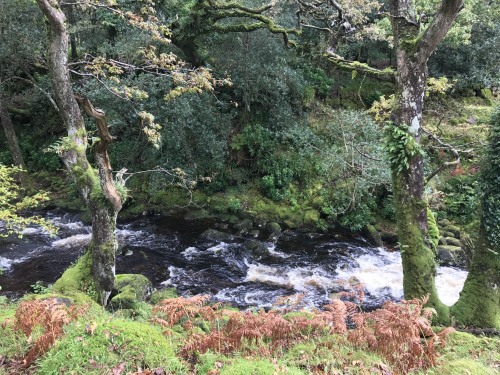 Stream in woods